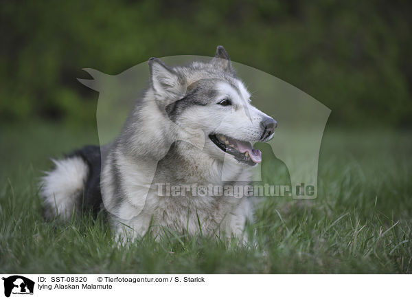 liegender Alaskan Malamute / lying Alaskan Malamute / SST-08320