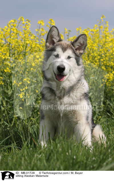 sitzender Alaskan Malamute / sitting Alaskan Malamute / MB-01728