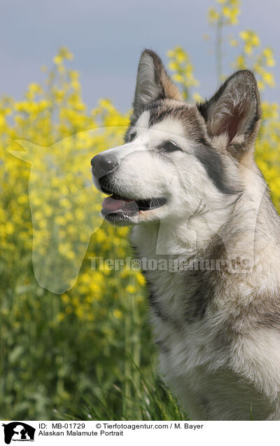 Alaskan Malamute Portrait / Alaskan Malamute Portrait / MB-01729