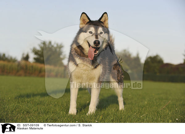 Alaskan Malamute / Alaskan Malamute / SST-09109