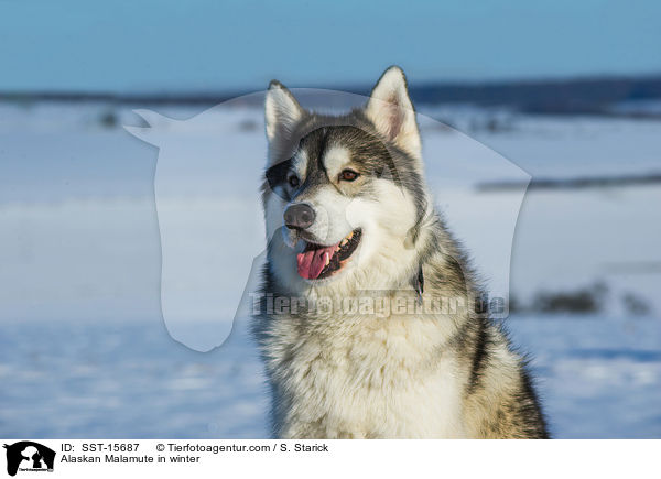 Alaskan Malamute im Wintrer / Alaskan Malamute in winter / SST-15687