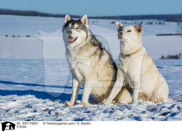 2 Hunde / 2 dogs / SST-15691