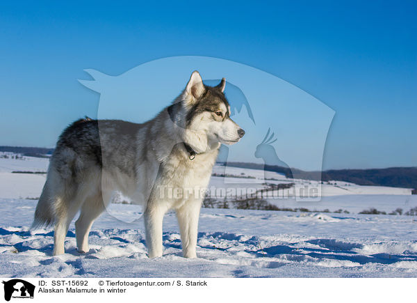 Alaskan Malamute im Wintrer / Alaskan Malamute in winter / SST-15692