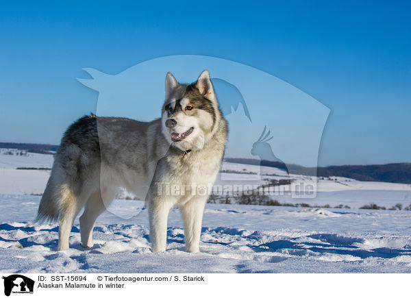 Alaskan Malamute im Wintrer / Alaskan Malamute in winter / SST-15694