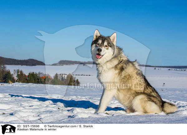 Alaskan Malamute im Wintrer / Alaskan Malamute in winter / SST-15696