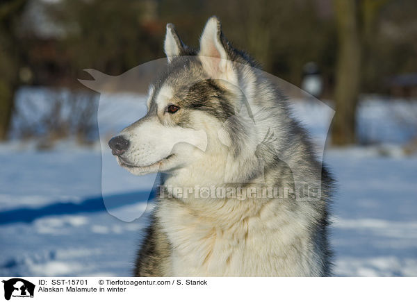 Alaskan Malamute im Wintrer / Alaskan Malamute in winter / SST-15701