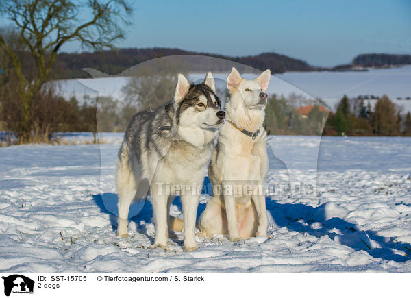 2 Hunde / 2 dogs / SST-15705