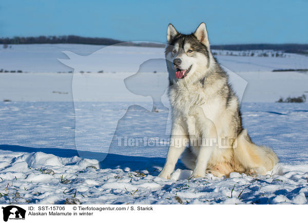 Alaskan Malamute im Wintrer / Alaskan Malamute in winter / SST-15706