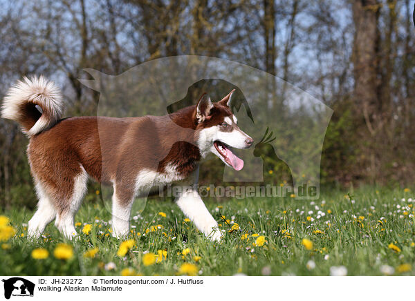 laufender Alaskan Malamute / walking Alaskan Malamute / JH-23272