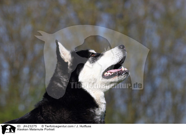 Alaskan Malamute Portrait / Alaskan Malamute Portrait / JH-23275