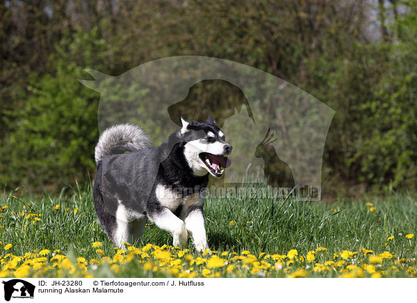 rennender Alaskan Malamute / running Alaskan Malamute / JH-23280