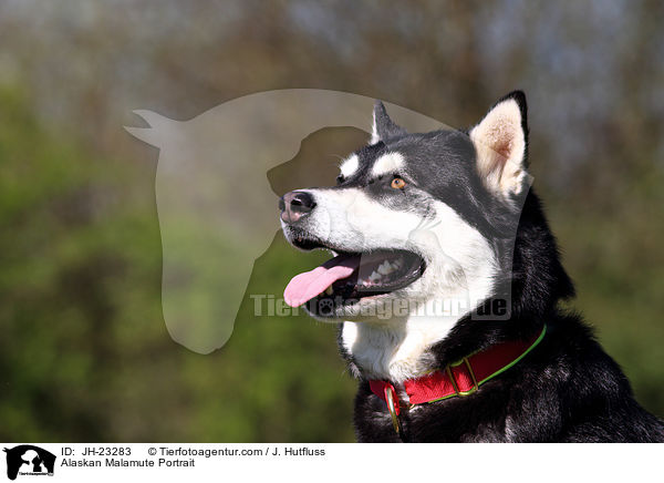 Alaskan Malamute Portrait / Alaskan Malamute Portrait / JH-23283