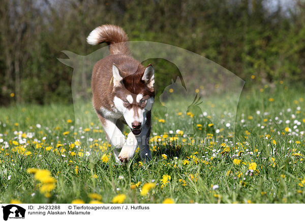 rennender Alaskan Malamute / running Alaskan Malamute / JH-23288