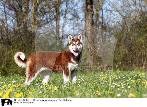 Alaskan Malamute / Alaskan Malamute / JH-23289