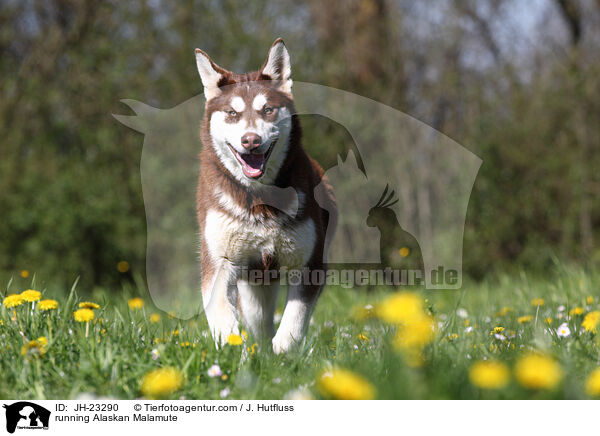 rennender Alaskan Malamute / running Alaskan Malamute / JH-23290