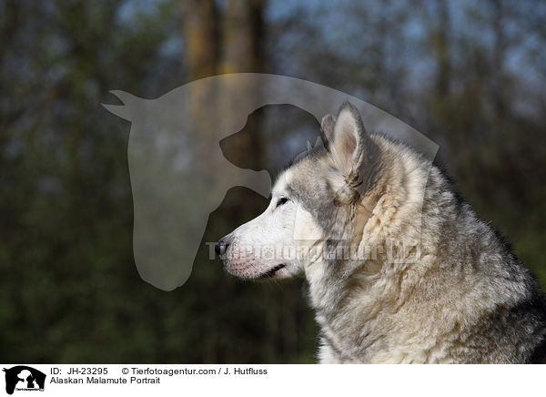 Alaskan Malamute Portrait / Alaskan Malamute Portrait / JH-23295