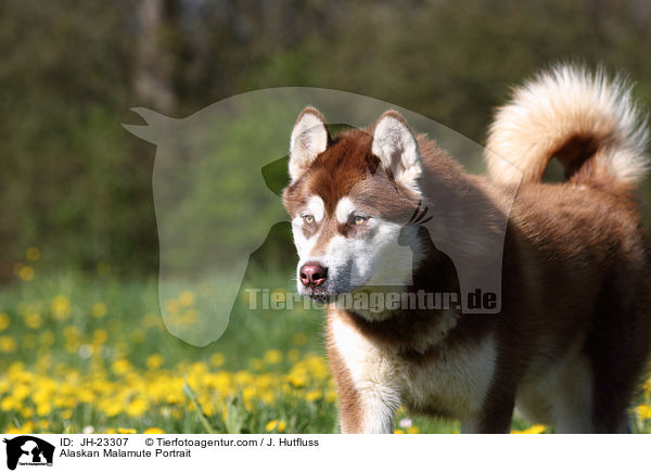 Alaskan Malamute Portrait / Alaskan Malamute Portrait / JH-23307