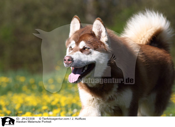 Alaskan Malamute Portrait / Alaskan Malamute Portrait / JH-23308