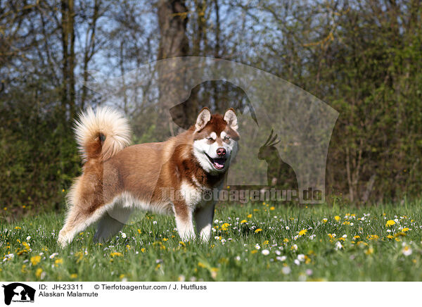 Alaskan Malamute / Alaskan Malamute / JH-23311