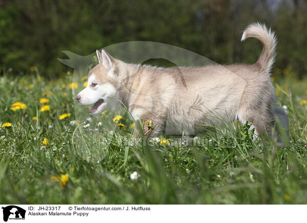 Alaskan Malamute Welpe / Alaskan Malamute Puppy / JH-23317