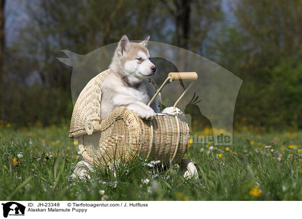 Alaskan Malamute Welpe / Alaskan Malamute Puppy / JH-23348