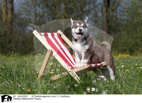 Alaskan Malamute Welpe / Alaskan Malamute Puppy / JH-23351