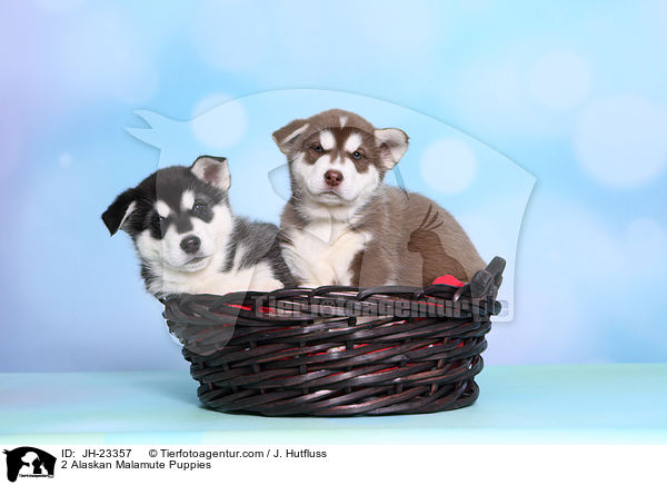 2 Alaskan Malamute Welpen / 2 Alaskan Malamute Puppies / JH-23357