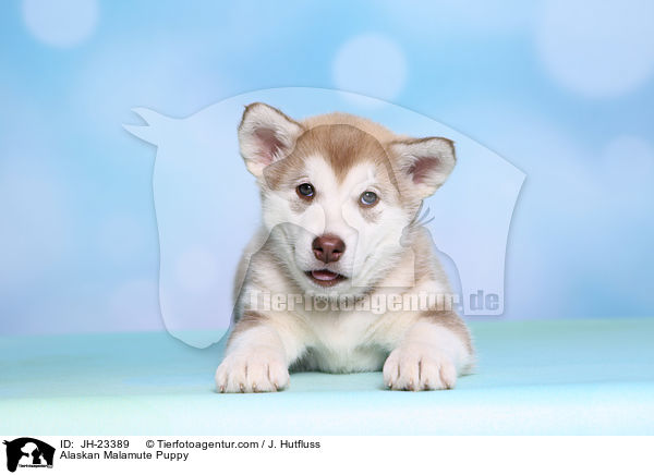 Alaskan Malamute Welpe / Alaskan Malamute Puppy / JH-23389