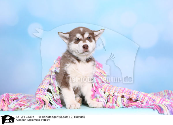 Alaskan Malamute Welpe / Alaskan Malamute Puppy / JH-23396