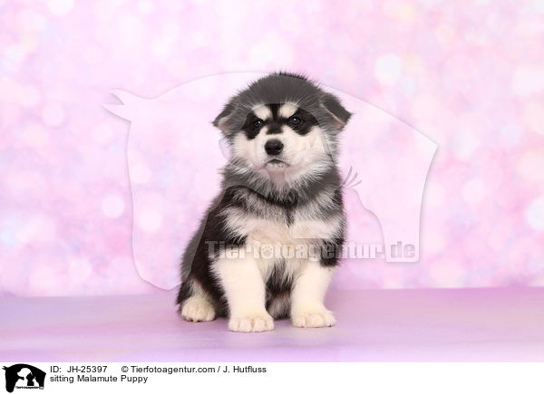 sitzender Malamute Welpe / sitting Malamute Puppy / JH-25397