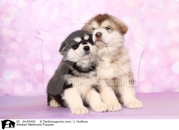 Alaskan Malamute Welpen / Alaskan Malamute Puppies / JH-25400