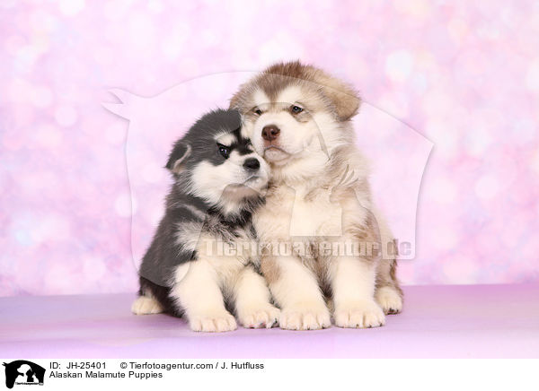 Alaskan Malamute Welpen / Alaskan Malamute Puppies / JH-25401