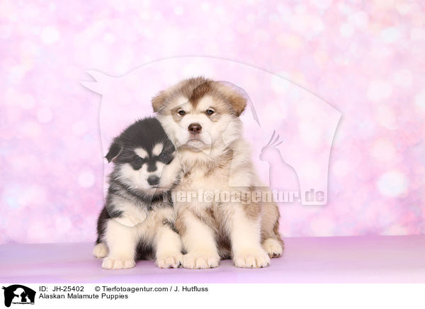 Alaskan Malamute Welpen / Alaskan Malamute Puppies / JH-25402