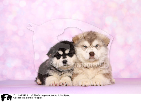 Alaskan Malamute Welpen / Alaskan Malamute Puppies / JH-25403