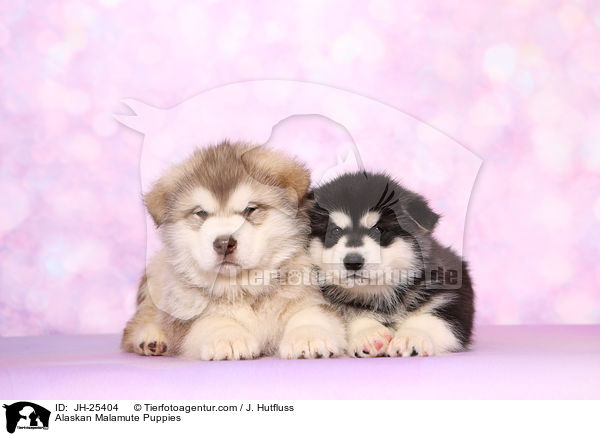 Alaskan Malamute Welpen / Alaskan Malamute Puppies / JH-25404