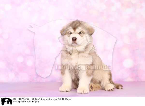 sitzender Malamute Welpe / sitting Malamute Puppy / JH-25406