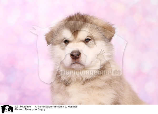 Alaskan Malamute Welpe im Portrait / Alaskan Malamute Puppy / JH-25407