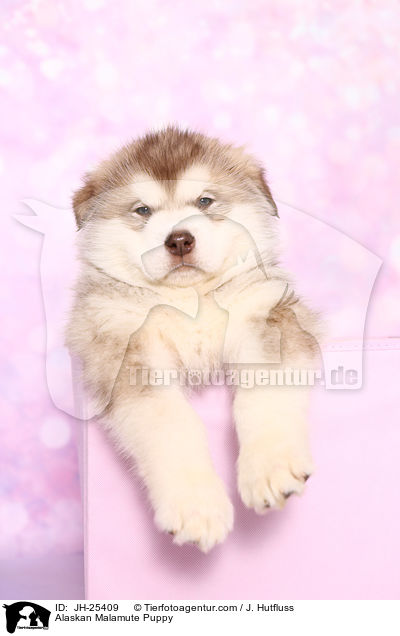 Alaskan Malamute Welpe / Alaskan Malamute Puppy / JH-25409