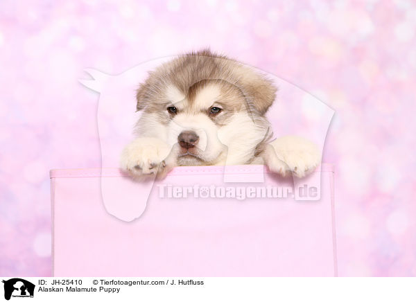 Alaskan Malamute Welpe / Alaskan Malamute Puppy / JH-25410