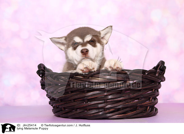 liegender Malamute Welpe / lying Malamute Puppy / JH-25414