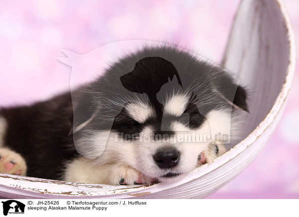 schlafender Alaskan Malamute Welpe / sleeping Alaskan Malamute Puppy / JH-25426