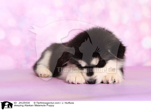 schlafender Alaskan Malamute Welpe / sleeping Alaskan Malamute Puppy / JH-25430