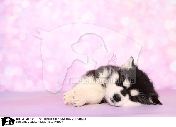 schlafender Alaskan Malamute Welpe / sleeping Alaskan Malamute Puppy / JH-25431