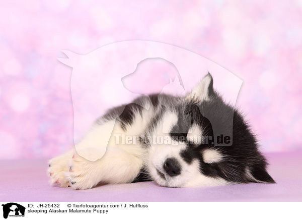 schlafender Alaskan Malamute Welpe / sleeping Alaskan Malamute Puppy / JH-25432
