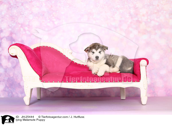 liegender Malamute Welpe / lying Malamute Puppy / JH-25444