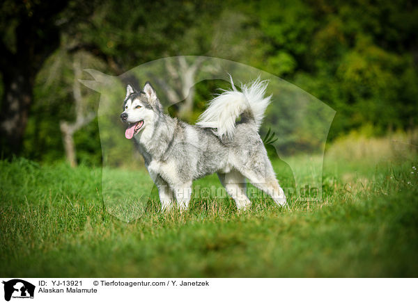 Alaskan Malamute / Alaskan Malamute / YJ-13921