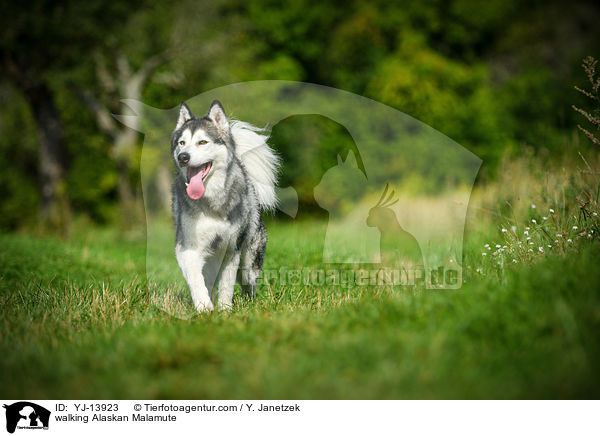 laufender Alaskan Malamute / walking Alaskan Malamute / YJ-13923