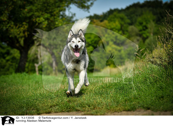 rennender Alaskan Malamute / running Alaskan Malamute / YJ-13936