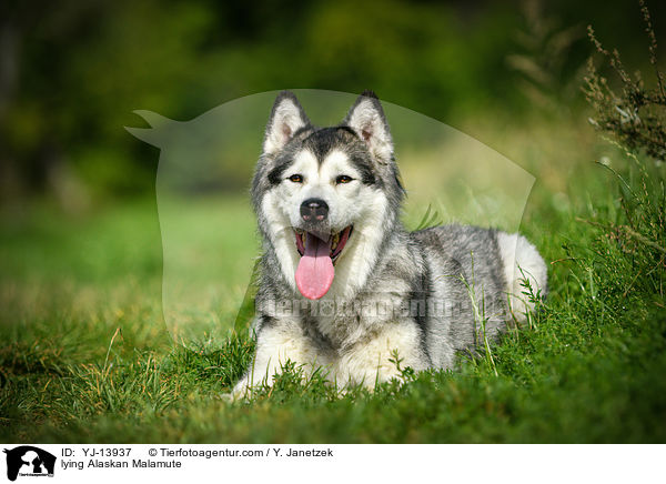 liegender Alaskan Malamute / lying Alaskan Malamute / YJ-13937