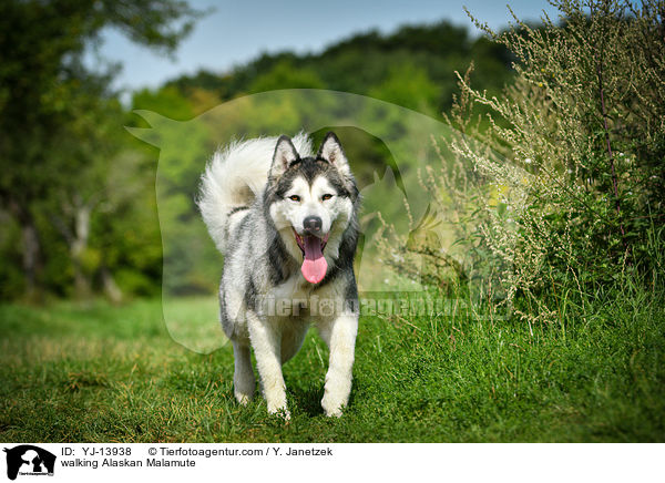 laufender Alaskan Malamute / walking Alaskan Malamute / YJ-13938